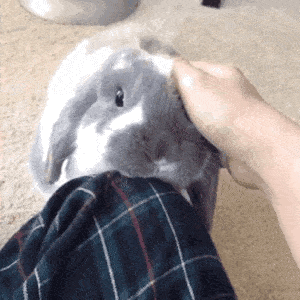 摸兔子表情包图片