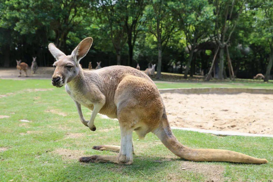 超治愈的"网红"袋鼠,你了解多少?