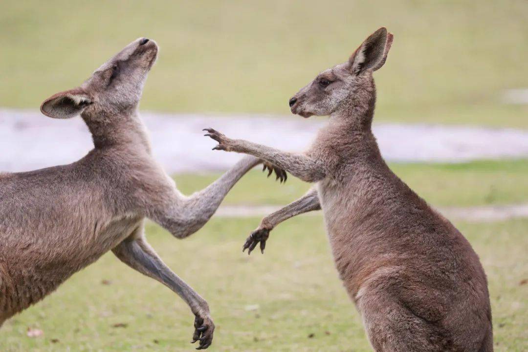超治愈的"网红"袋鼠,你了解多少?