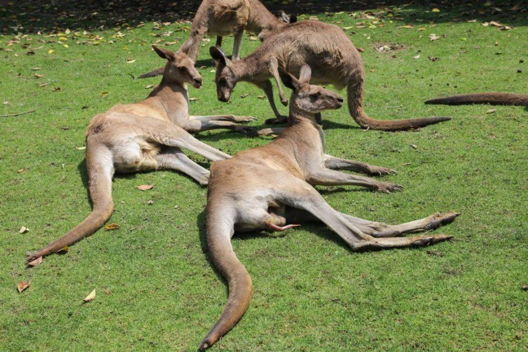 超治愈的网红袋鼠你了解多少