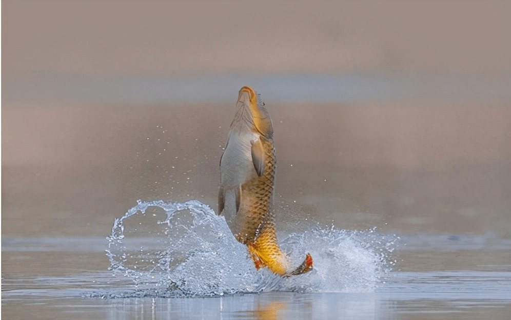 鱼儿跳出水面图片