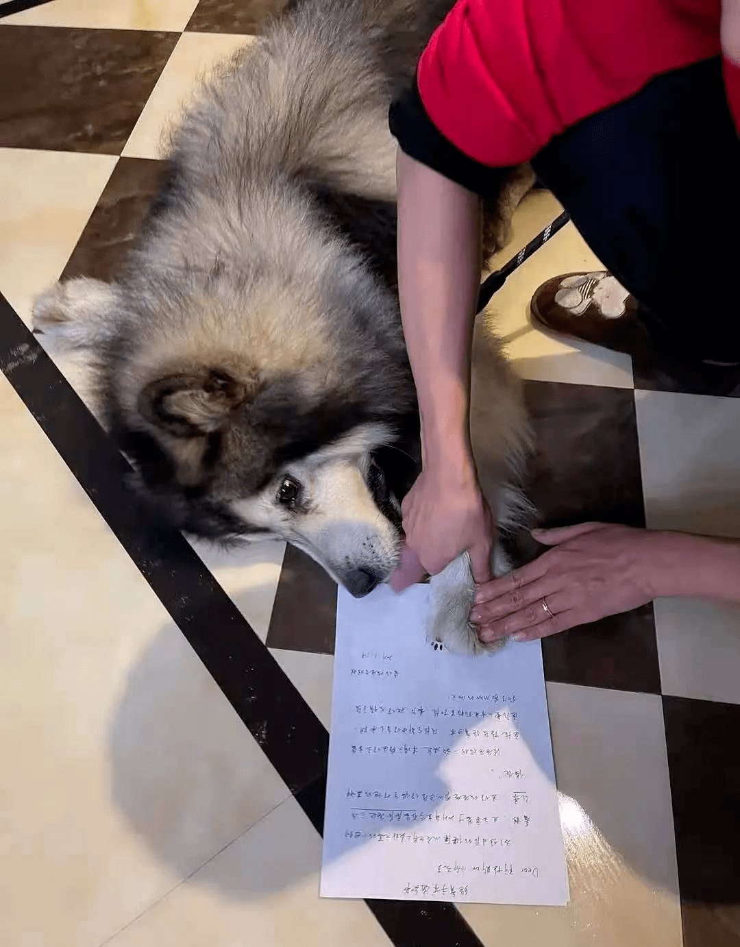 阿拉斯加被迫签下丧犬辱狗条约 网友齐呼 夺笋呐 通知书