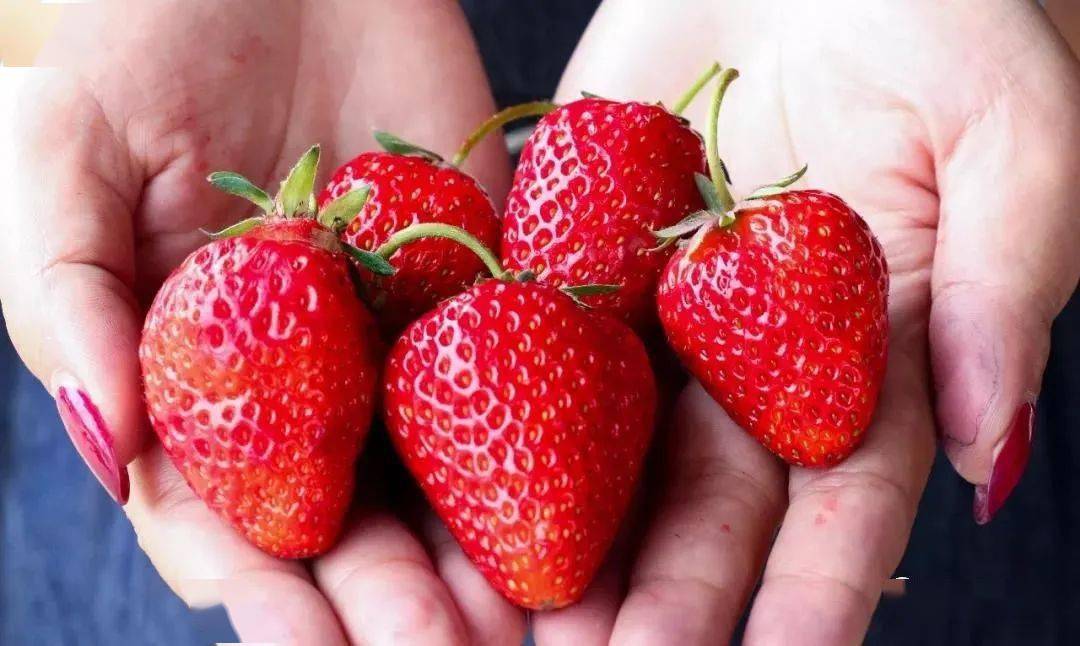 值得收藏安居全年水果采摘路线出炉