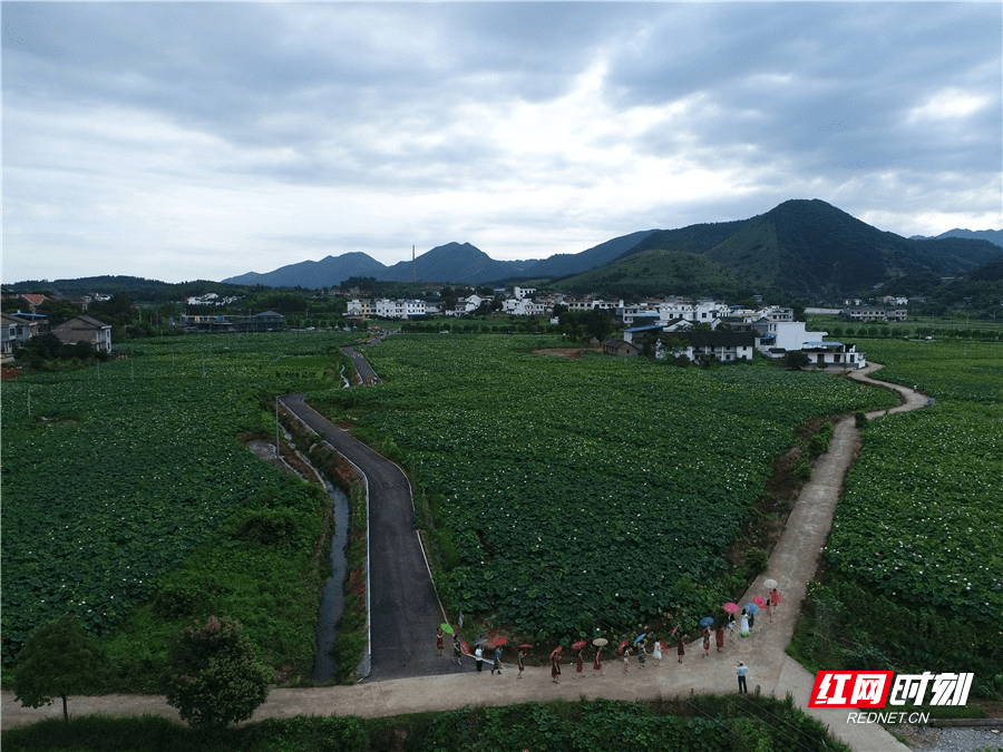 安仁县永乐江镇高陂村的千亩荷花园.
