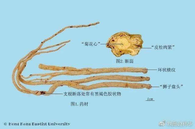 龙胆筋脉点图片