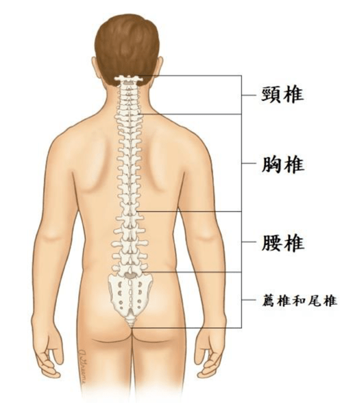 首先,我们的脊椎由许多节组成,包含胸颈椎,胸椎,腰椎,荐椎,尾椎,当每