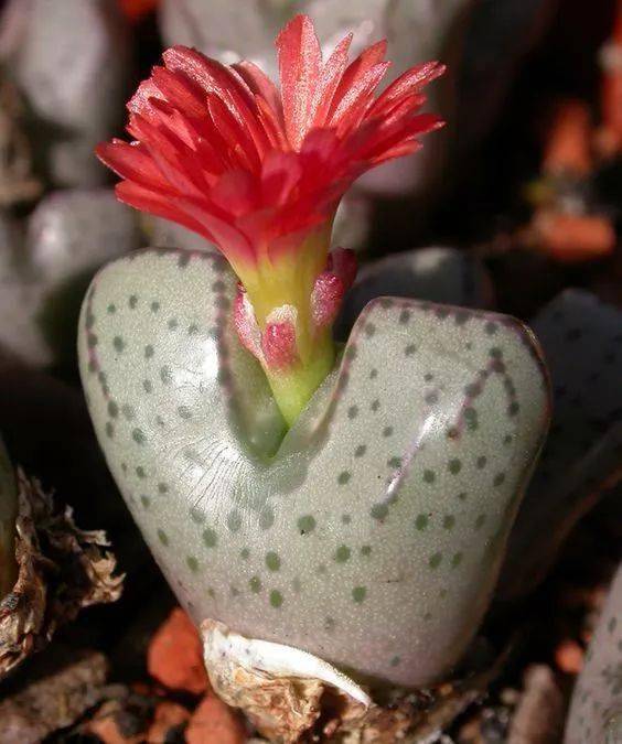 石生花绝美娇艳