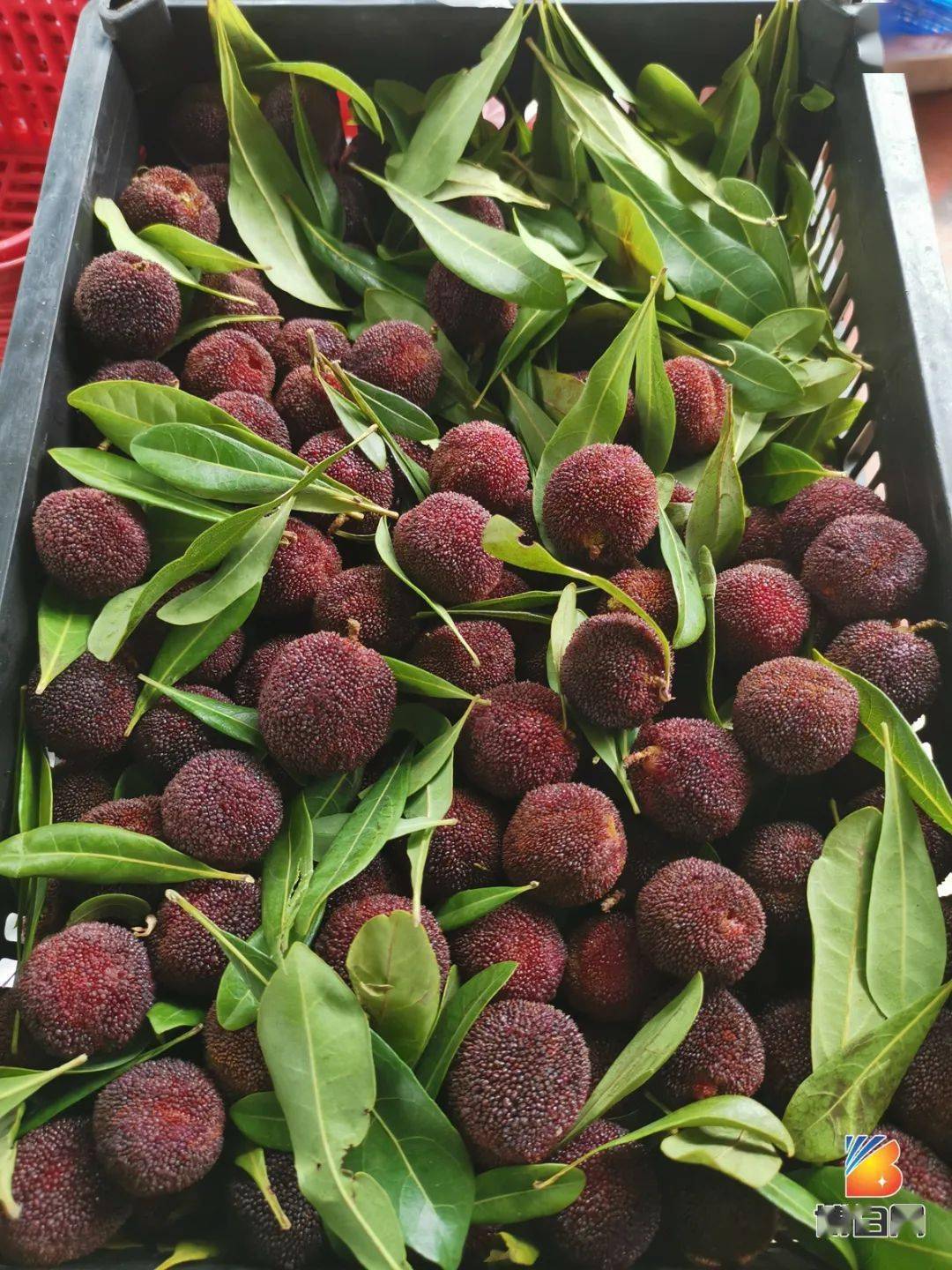 激情五月天博白凤山的甜杨梅熟啦又大又甜颠覆你的认知价钱