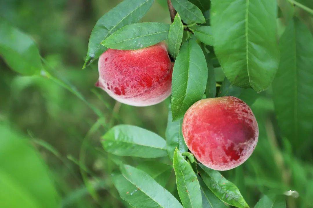 值得收藏安居全年水果采摘路线出炉
