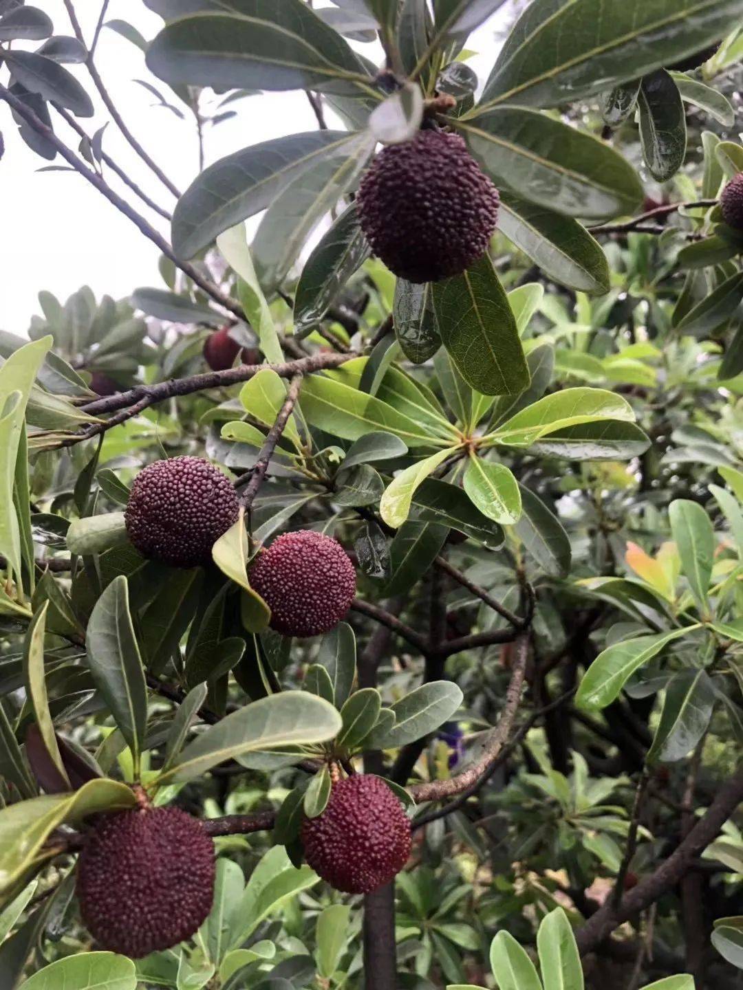 一斤30丽水人爱吃的宝藏杨梅上市了