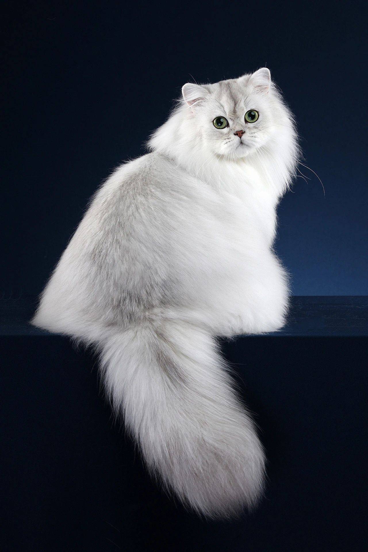 猫宫庄园烟色阴影色以及银鼠色金吉拉三种颜色基因的遗传方式