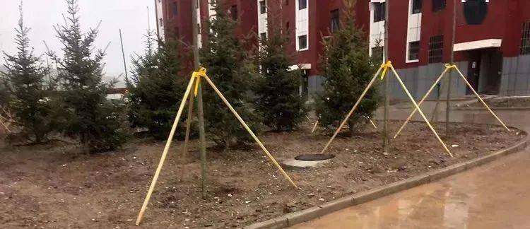 校园教育与担当 0f7ec98226394ad9923fa8e04b9a1ddf.jpeg