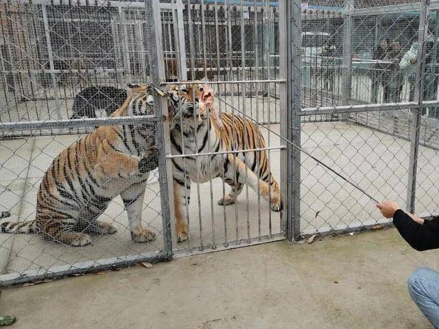 怎么当老虎饲养员 3a8f90544beb4286947dfa955e342441.jpeg