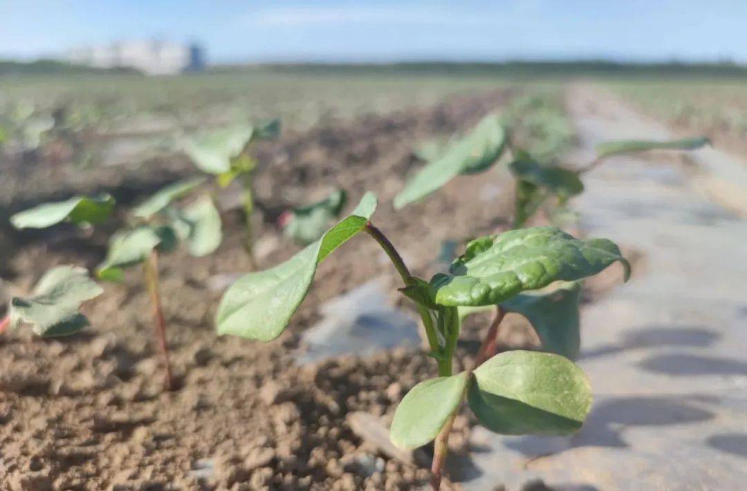 风雨走高温来棉苗提壮正当时