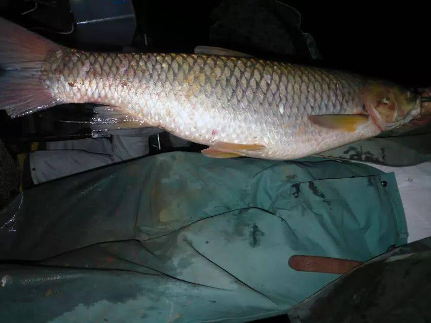 乡下亲戚家后山水库钓上来的大鲤鱼,足足有20斤重