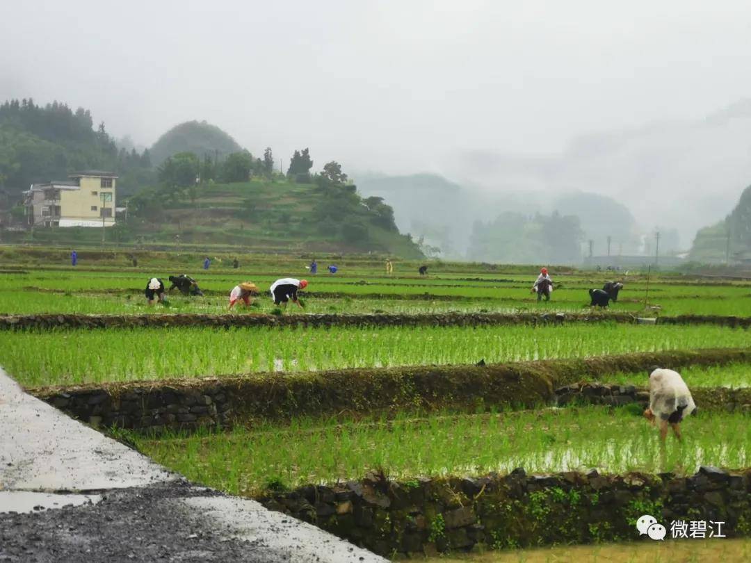 銅仁碧江:田間地頭插秧忙