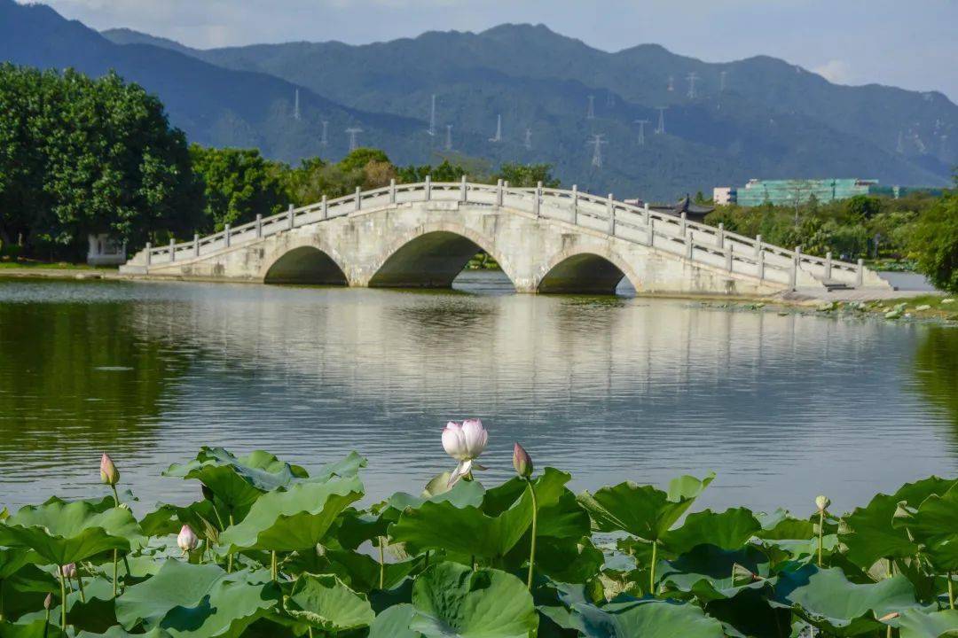 清远飞来湖荷花开啦为这个夏天添加一点点色彩