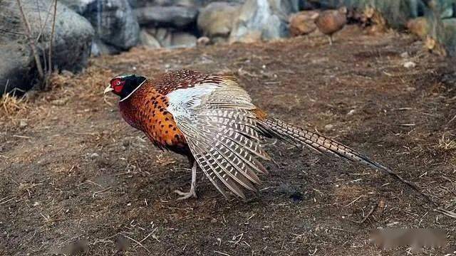 农村养猪养鸡的越来越少可野鸡野猪却越来越多这是为什么呢