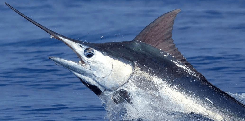 nigricans)學名大西洋藍槍魚是旗魚的一