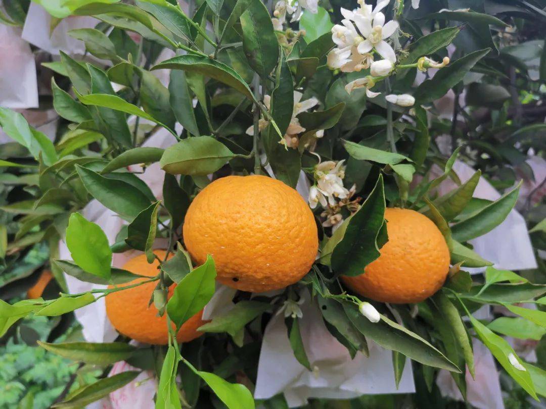 产自四川眉山的青见柑橘酸甜美味鲜嫩爽口