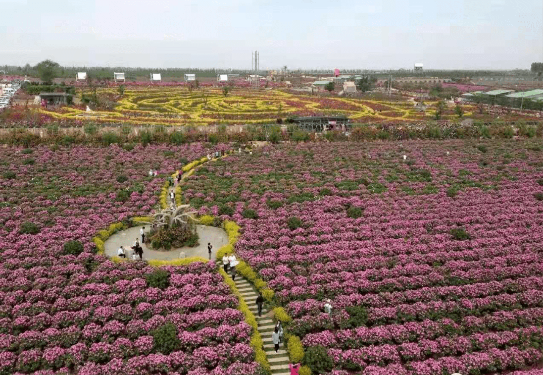 文末有福利即墨玫瑰小镇玫瑰花海旅游节共赴一场浪漫之旅