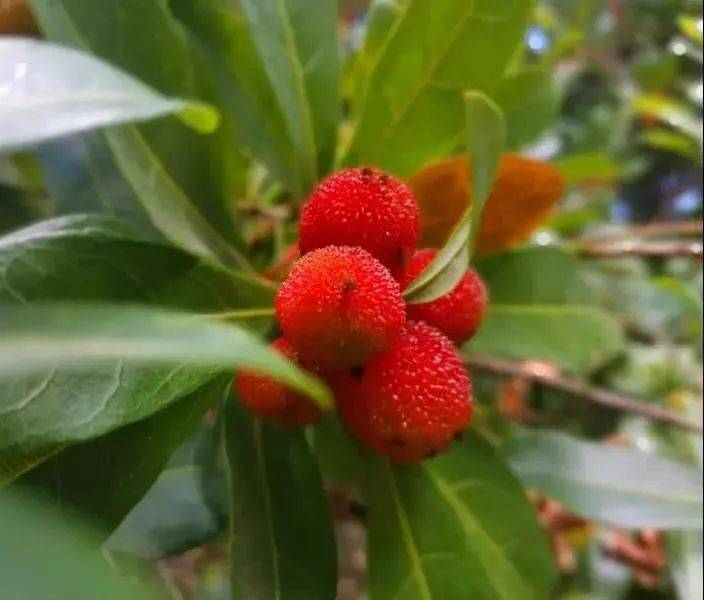 云南村光正好丨昆明晋宁甸心村小小杨梅让小山村扬眉吐气