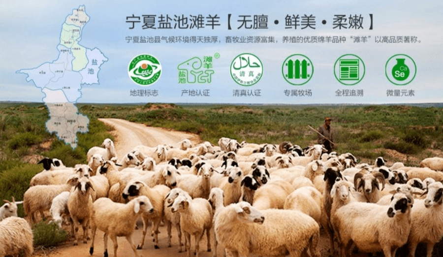 宁夏盐池滩羊集团图片