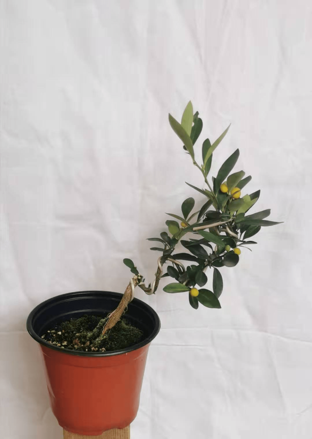 农学资讯叶茂同学送给农学院的金豆