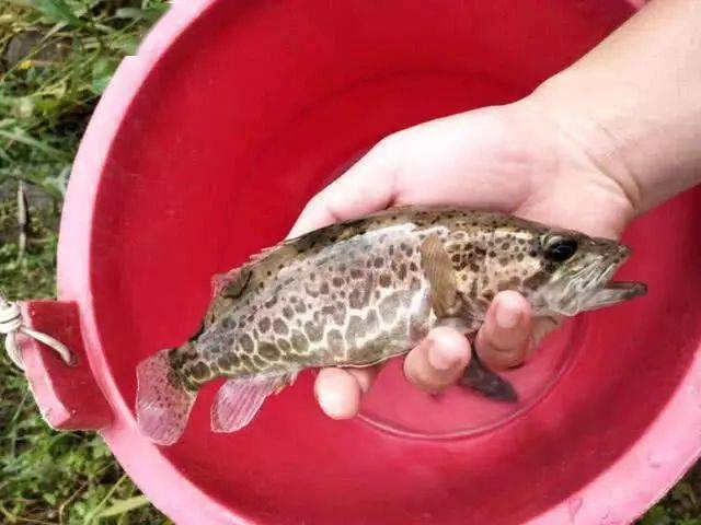 虽说"桃花流水鳜鱼肥",其实野钓鳜鱼最好的时光是秋天,不过要想钓到大