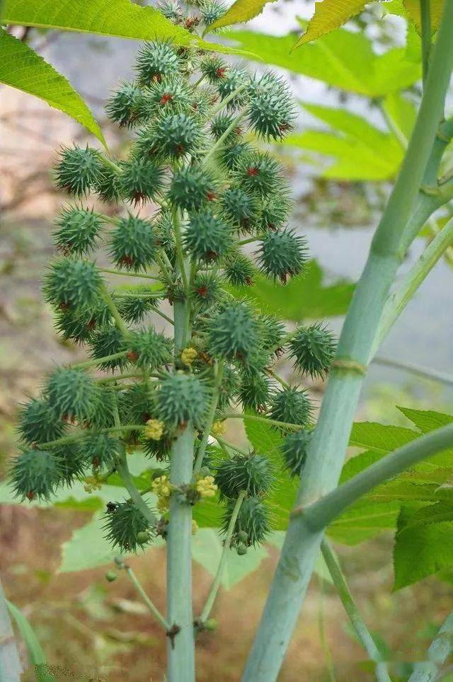 农村野草大全不记得的进来看看吧