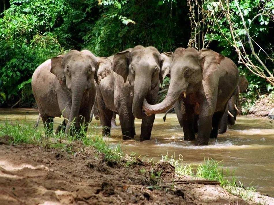 为何劝返?如何回家?三问北迁亚洲象