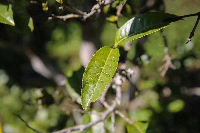 為什麼雲南能出一杯好白茶?_茶樹