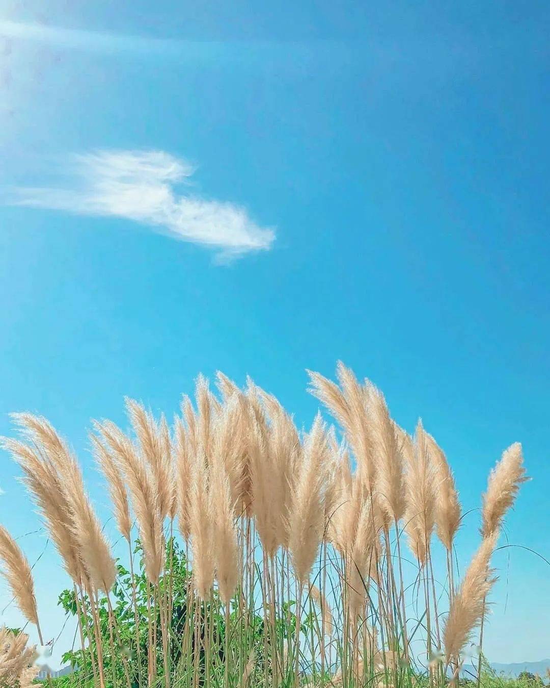 风景专用微信头像图片