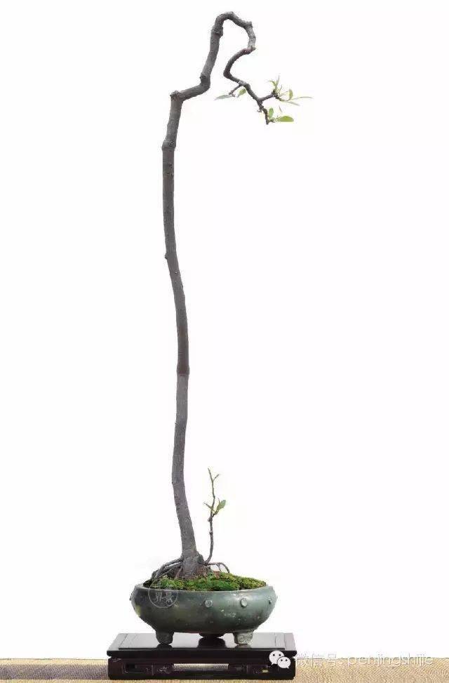 什么叫节外生枝 4203fec9b44a4889ba7f057053e9cbfe.jpeg