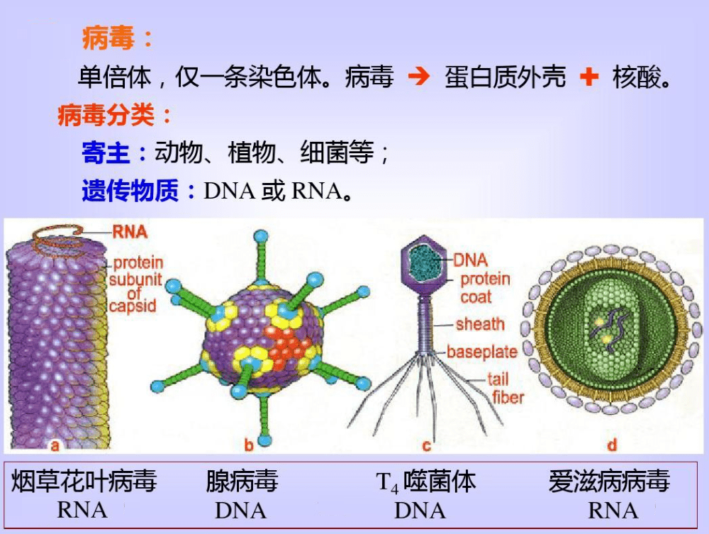 一,病毒病毒是一类个体非常微小,结构简单,仅含一种核酸,专性细胞内