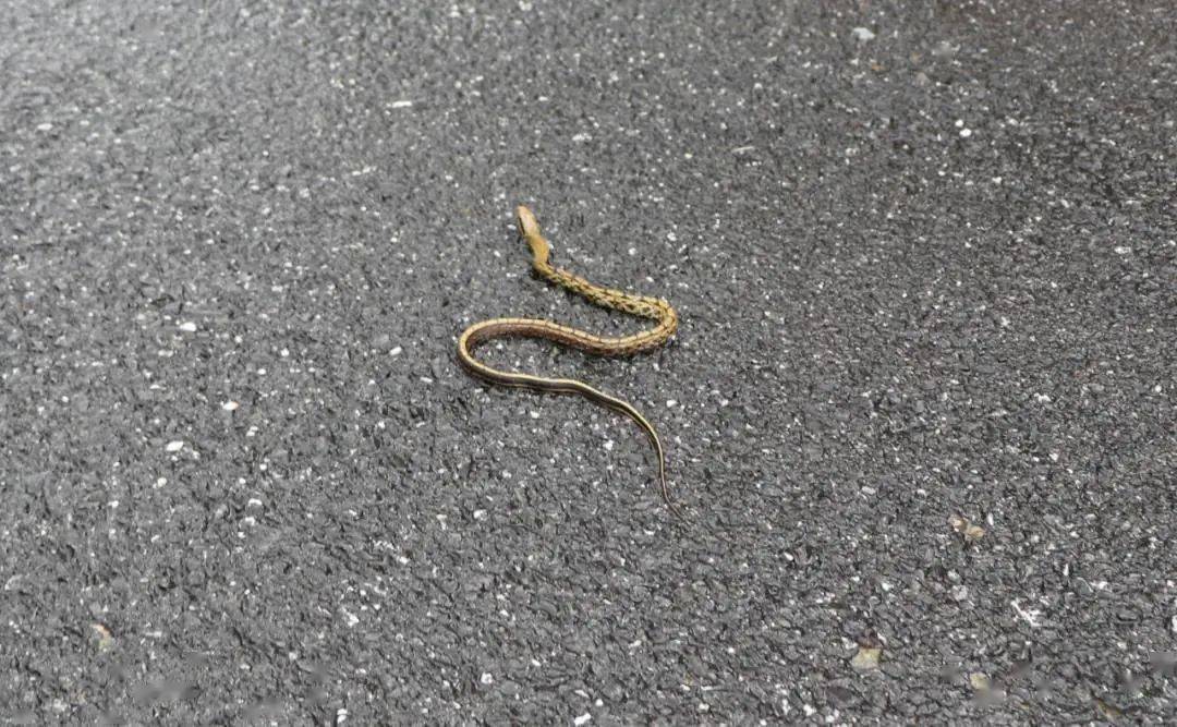 小心铜仁多地蛇出没连五步蛇都来了