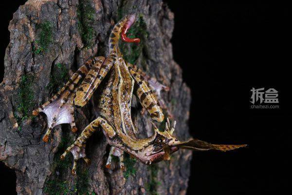 yyf 幻想生物～角蟾蜥艺术家限定版 动物模型gk雕像