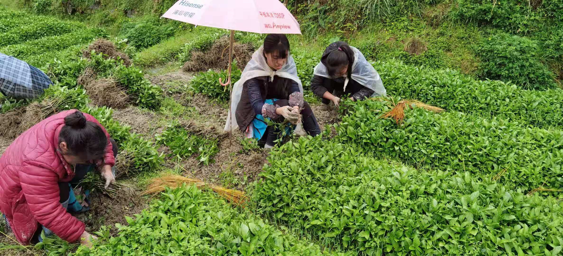 今年板蓝根价格多少钱