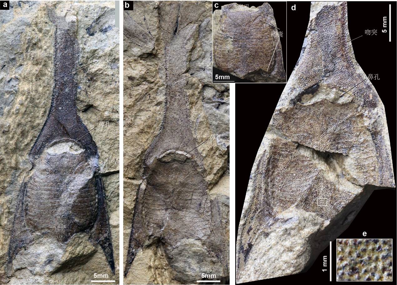 华南|云南曲靖发现4.1亿年前“游动”的三叉戟，名为长吻三岐鱼