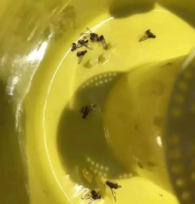 动植物检疫 海关实蝇监测 我们一起抓虫虫 果实