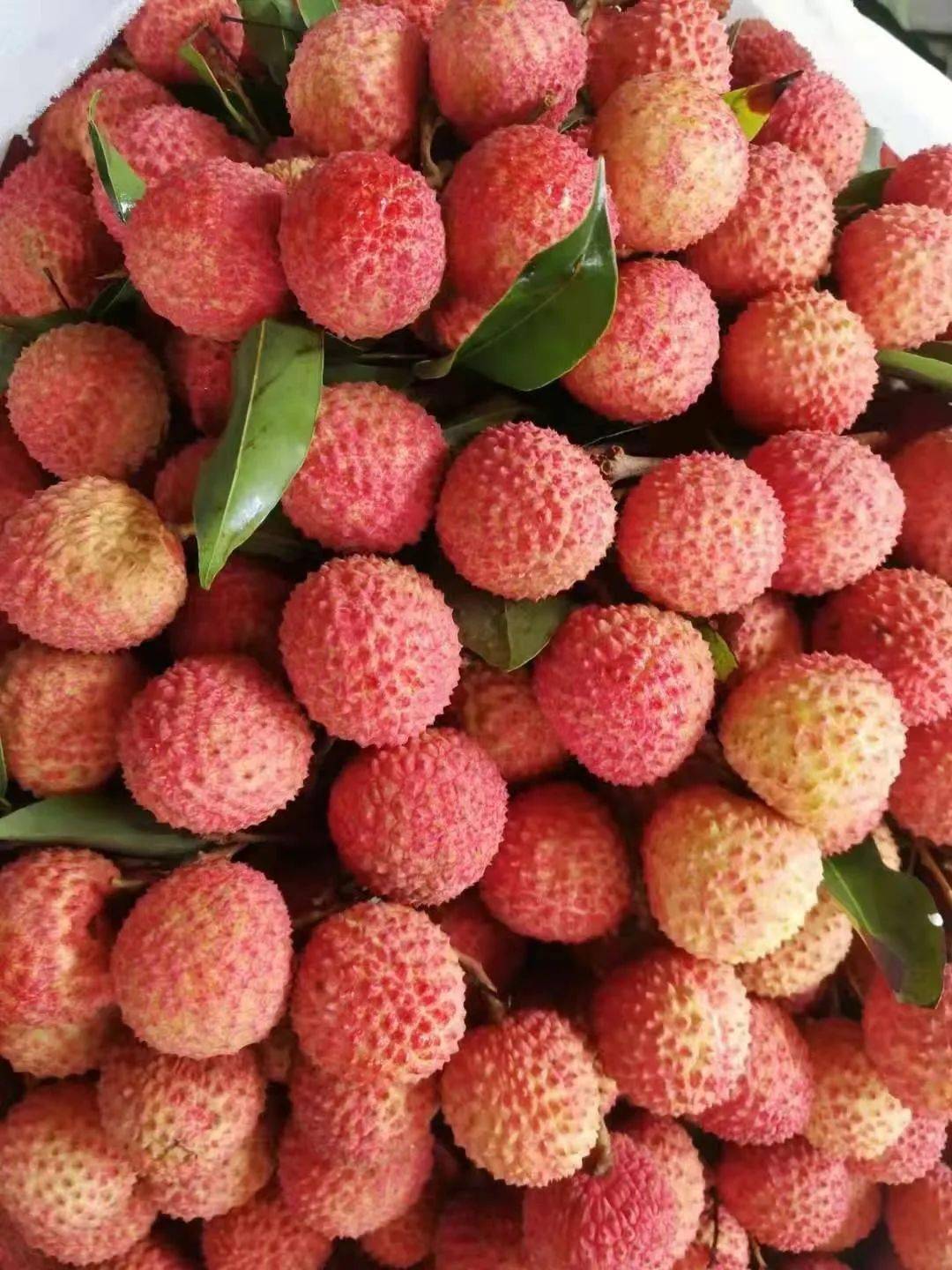 高州桂味荔枝树上摘下马上打包保鲜顺丰包邮1778户外老板老家果园直发