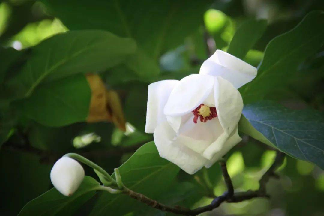 天女花开共赴花期2021年祖山天女木兰花最佳观赏期预报