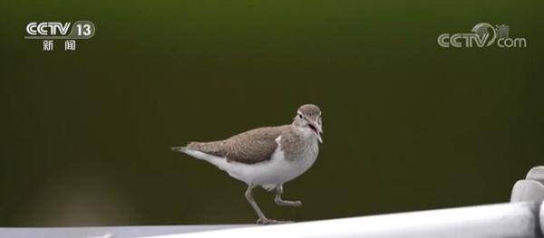 曲谱野鸟_农村野鸟图片(3)