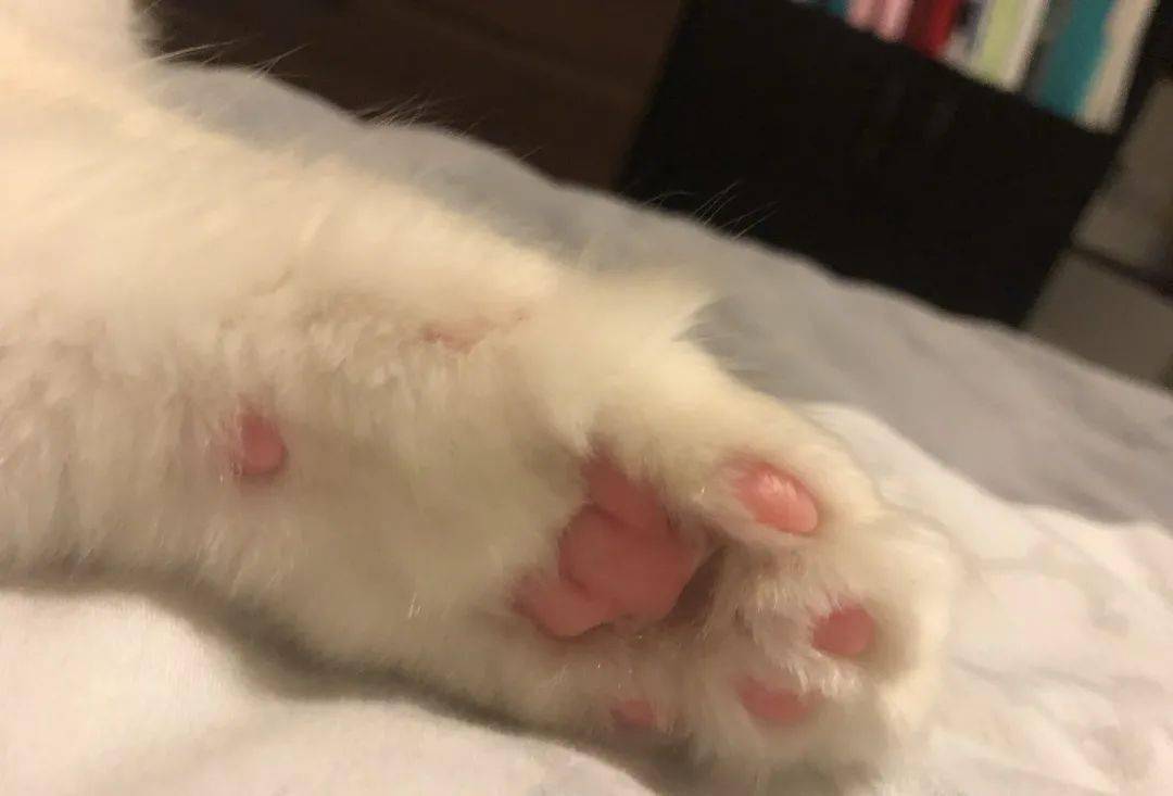 夏天到了，猫咪的这里你处理了吗？_谷主