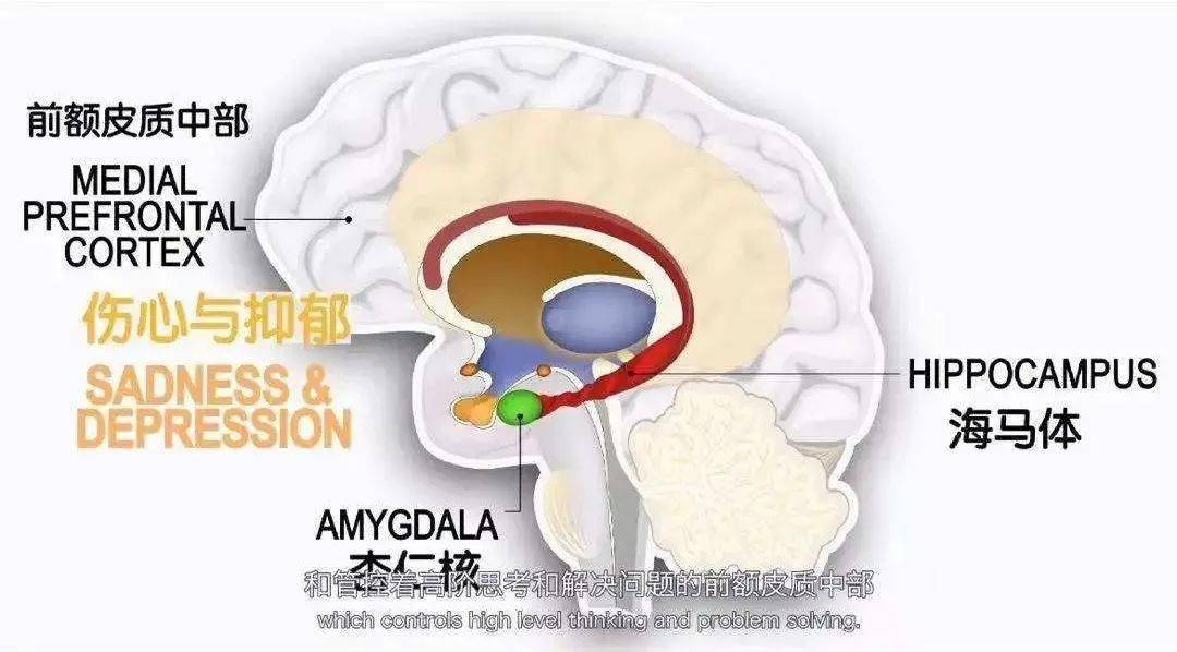 冷知識心理諮詢可以改變你的大腦