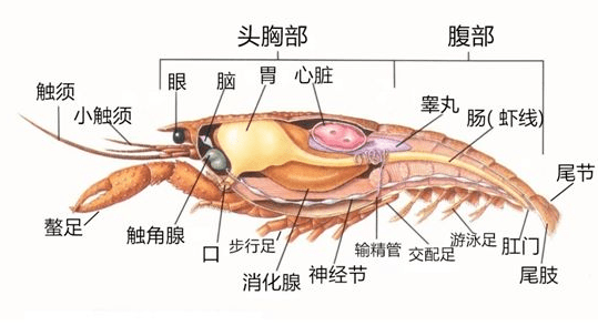 小龙虾这些部位到底能不能吃?真相是