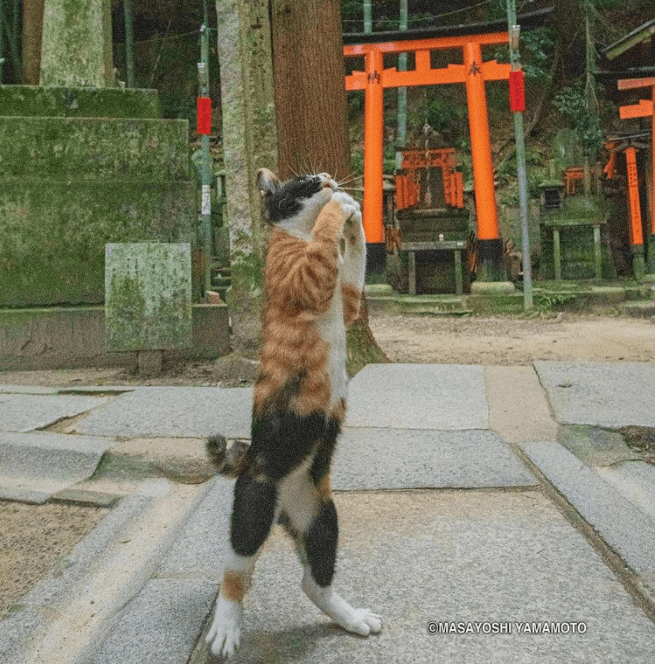 一位总爱拍摄站立猫咪的日本大叔用作品治愈了许多人