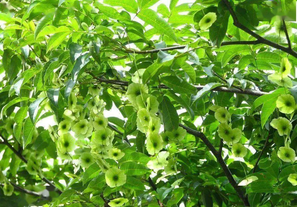 爱心助农新兴天堂镇耕田翁青钱柳茶野生特级古树嫩叶青钱柳新兴特产茶