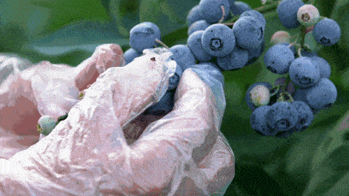 bb85ebb7cb784cf5b73a9dcfb6040aa5.gif