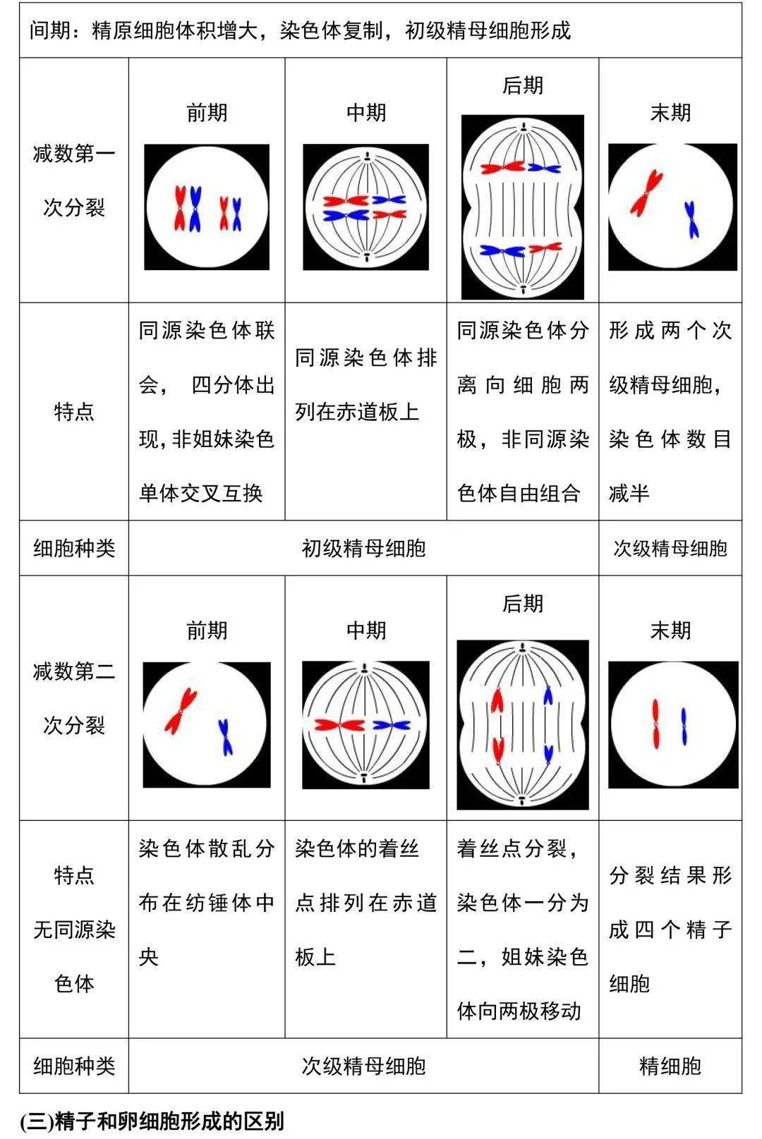 生物有丝的过程图图片